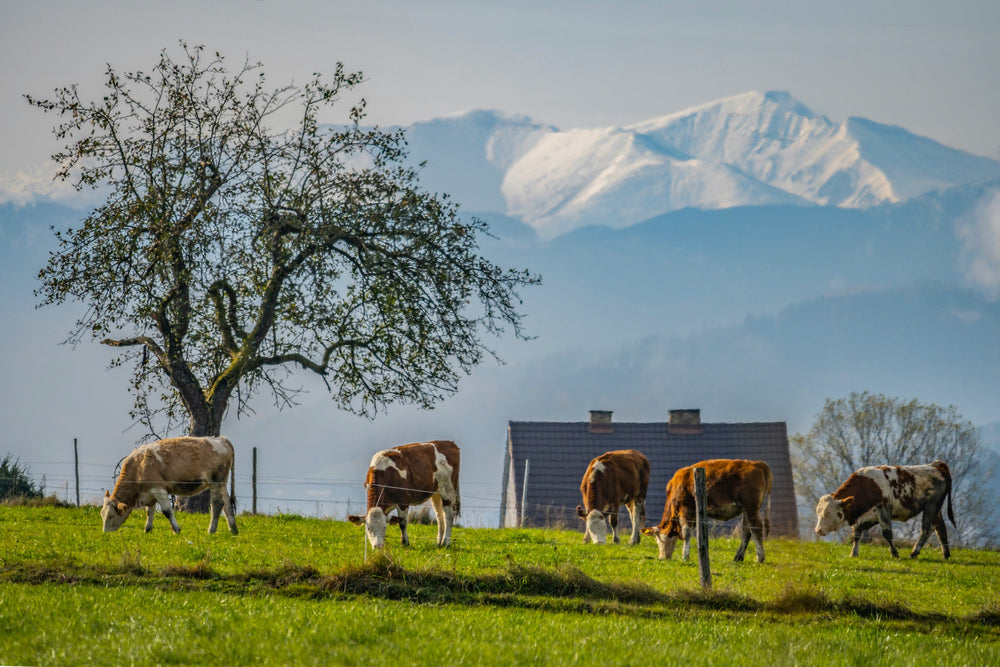 Native Whey Protein: Wie es sich von herkömmlichem Whey unterscheidet und warum es besser für dich ist