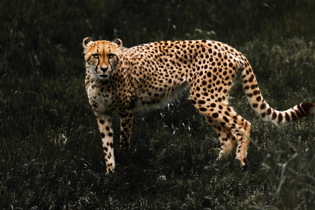 Get Wild, Help Wildlife – Engagement von Duma Nutrition